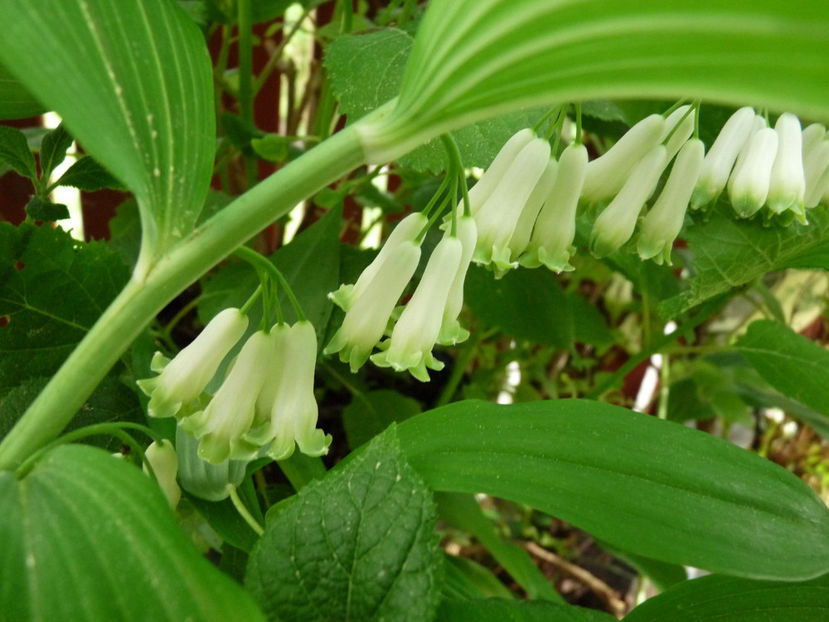  - 2022 - 01 - Primavara