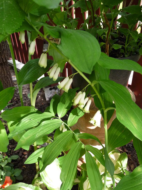  - 2022 - 01 - Primavara