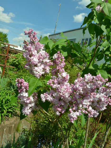  - 2022 - 01 - Primavara