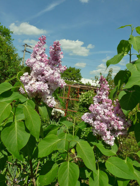  - 2022 - 01 - Primavara