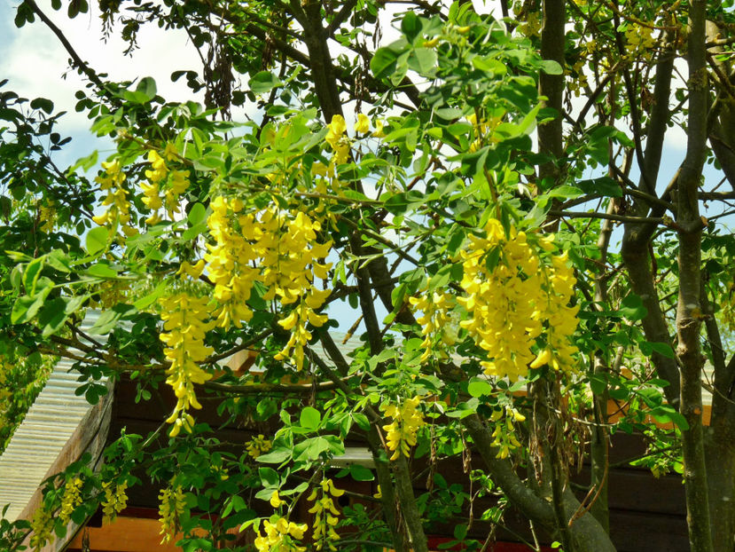  - 2022 - 01 - Primavara