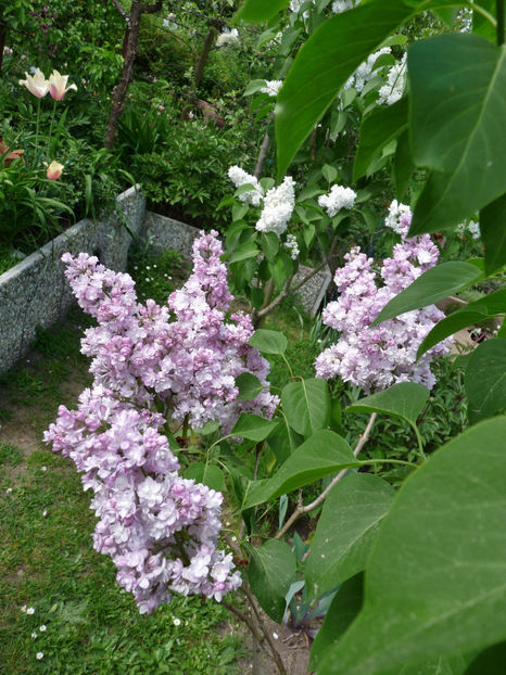  - 2022 - 01 - Primavara