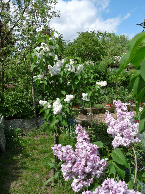  - 2022 - 01 - Primavara