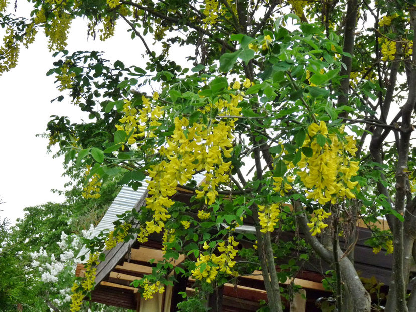  - 2022 - 01 - Primavara