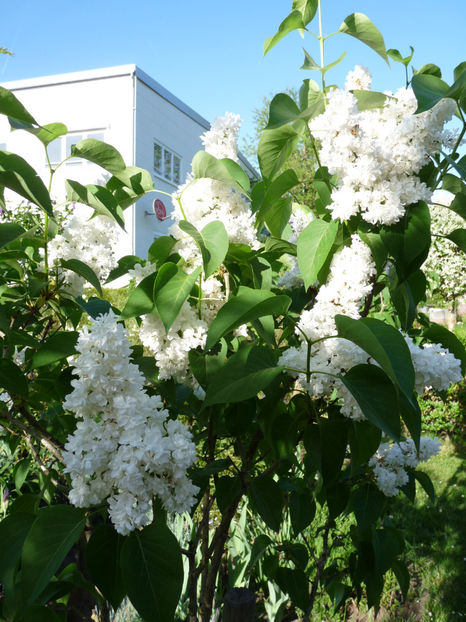  - 2022 - 01 - Primavara