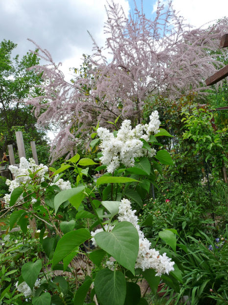  - 2022 - 01 - Primavara