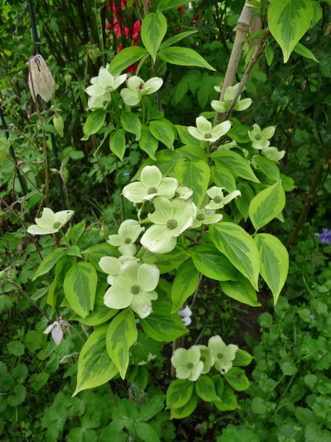  - 2022 - 01 - Primavara