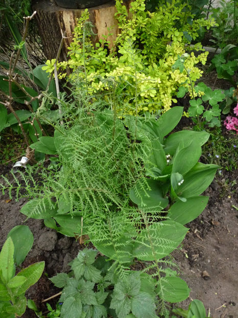  - 2022 - 01 - Primavara