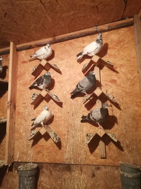  - Voliera de la țară!