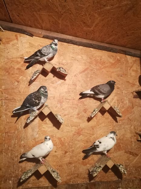  - Voliera de la țară!