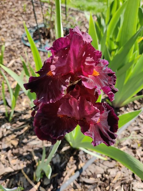 Hearty Burgundy - Irisi