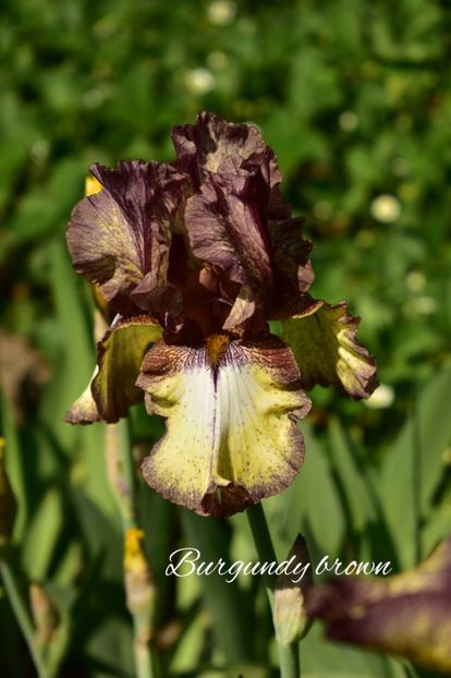 AddText_05-16-02.11.09 - Iriși 2022