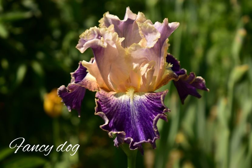 AddText_05-16-02.09.40 - Iriși 2022