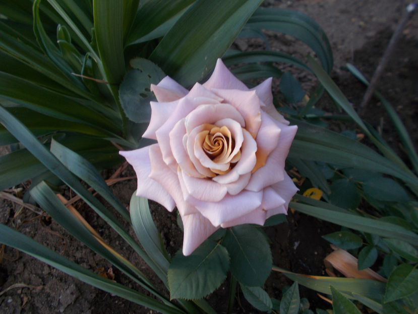 colonel mustard - TRANDAFIRI-2022