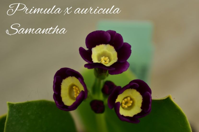 AddText_05-14-08.45.57 - Primule