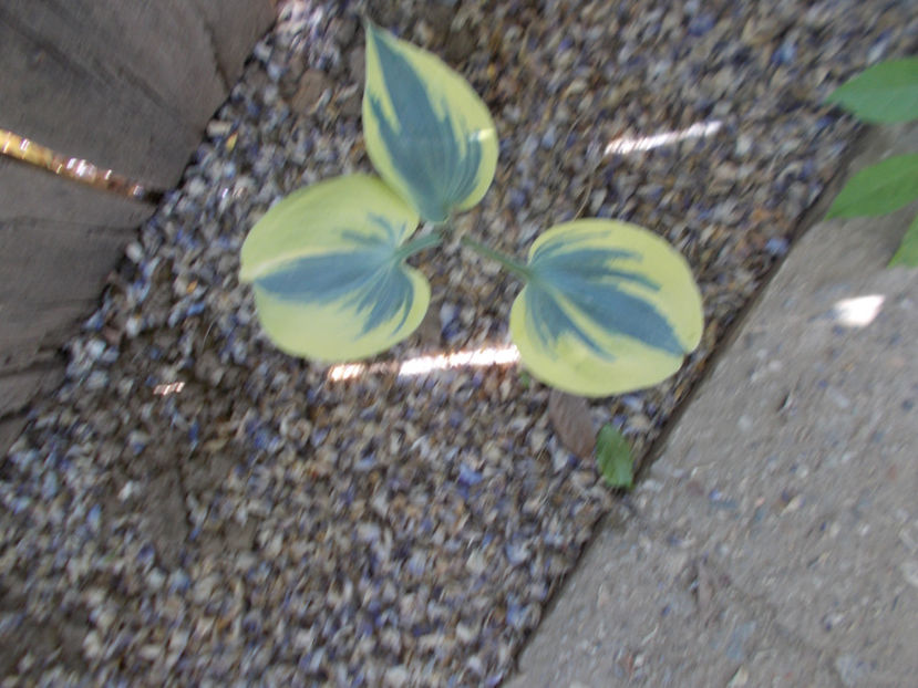  - FLORI DE PRIMAVARA-2021-2022