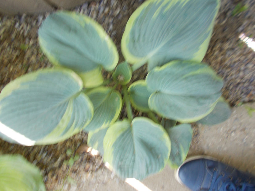  - FLORI DE PRIMAVARA-2021-2022