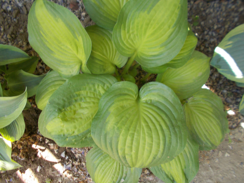  - FLORI DE PRIMAVARA-2021-2022