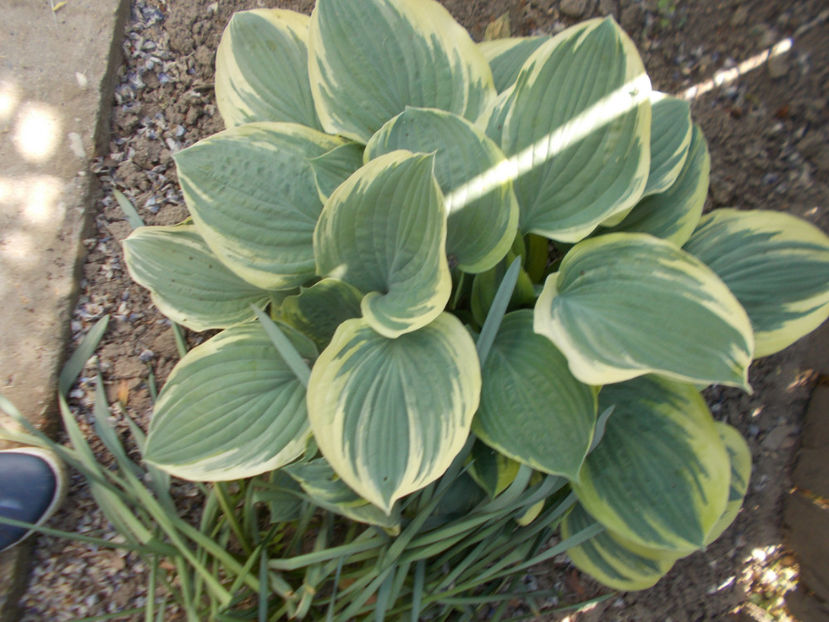  - FLORI DE PRIMAVARA-2021-2022