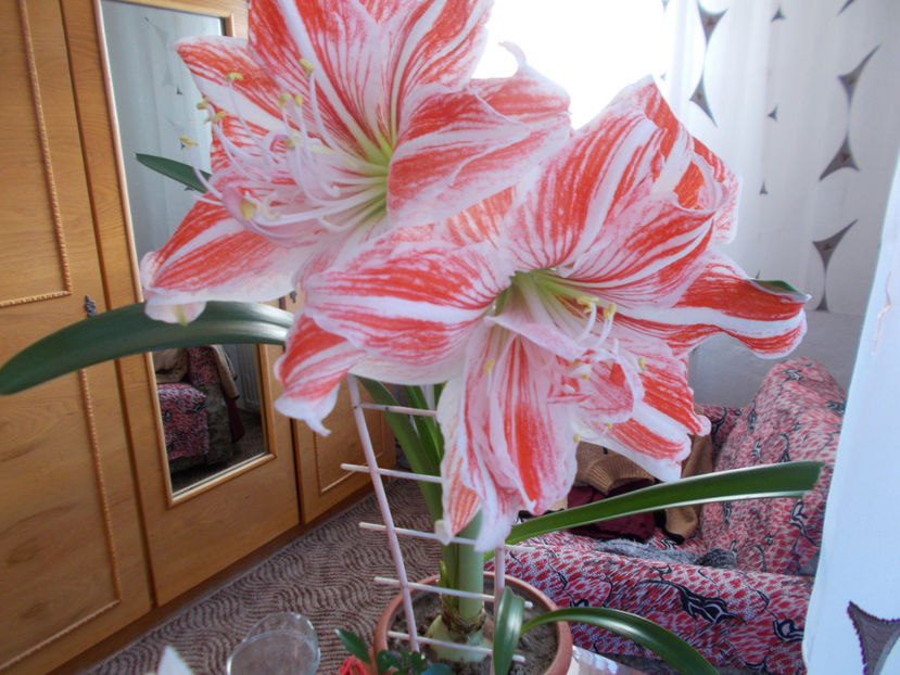  - Flori de camera -2016