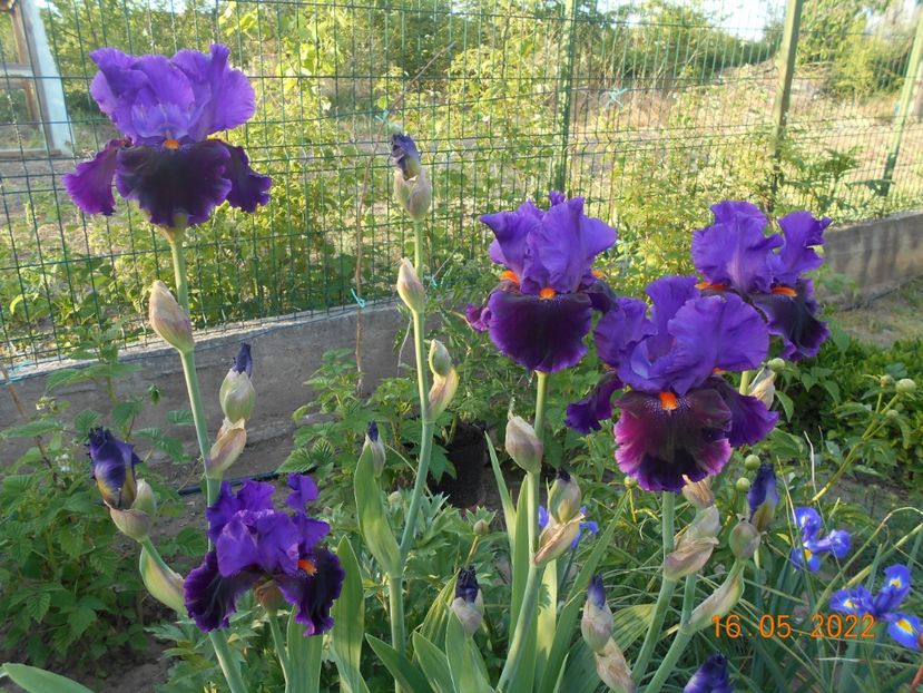 Local color - 02 Irisi 2022