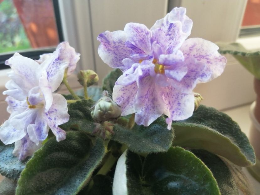  - Rs Morskaya Princessa