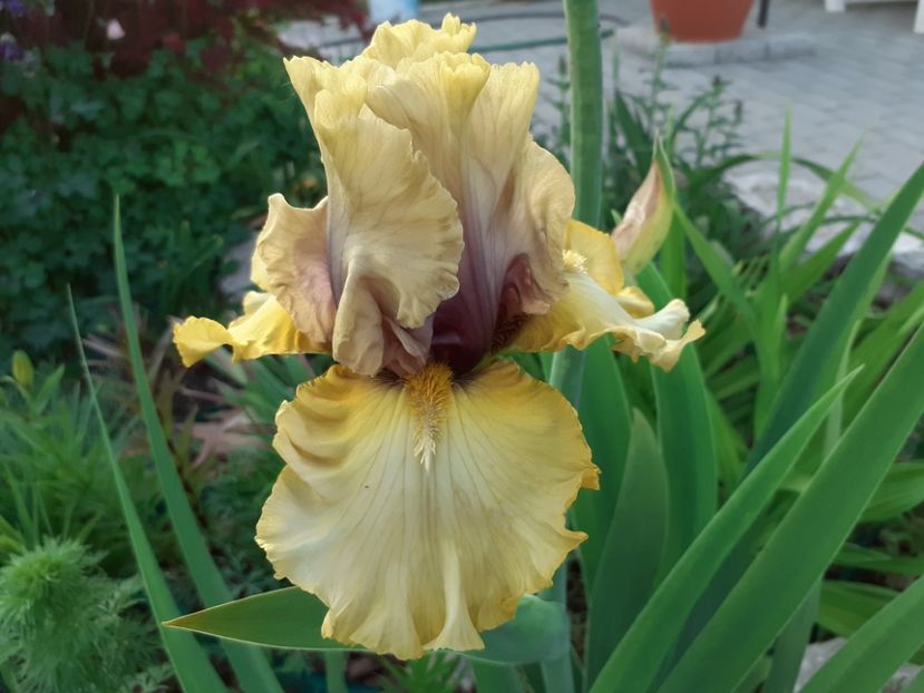 Monsoon moon - Iris 2022