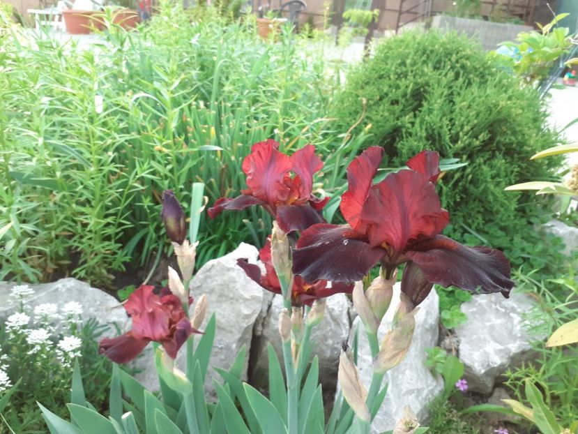 Cranapple - Iris 2022