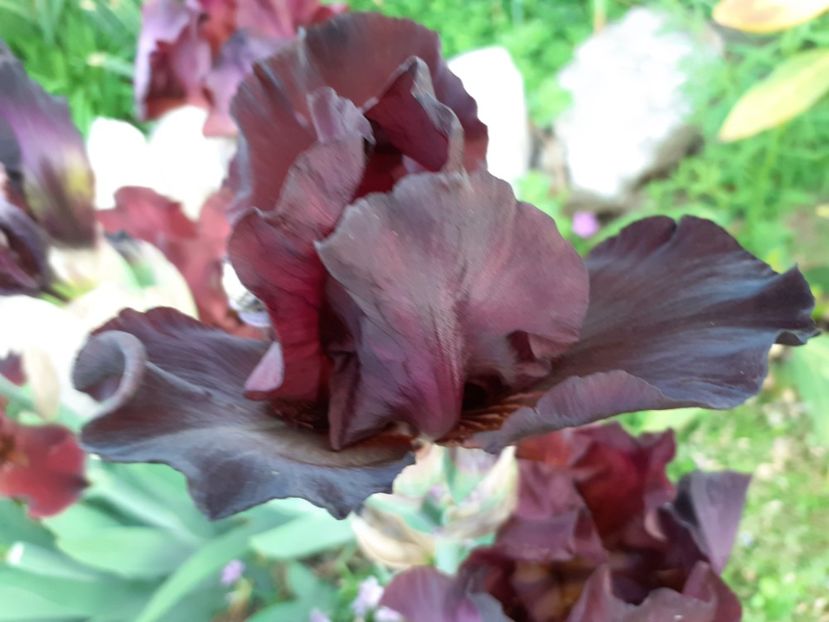 Cranapple - Iris 2022