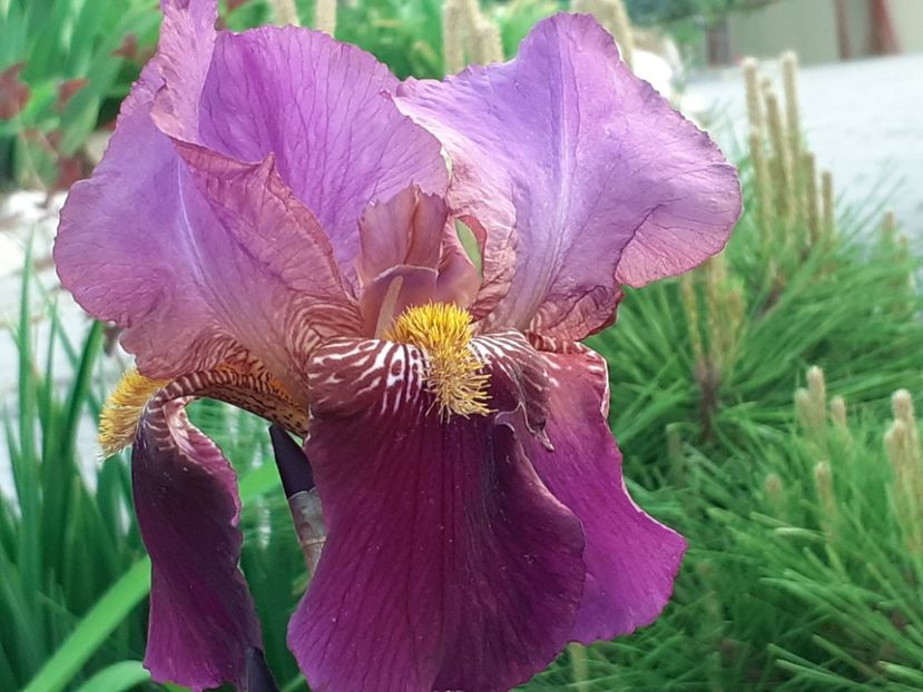 Senlac - Iris 2022