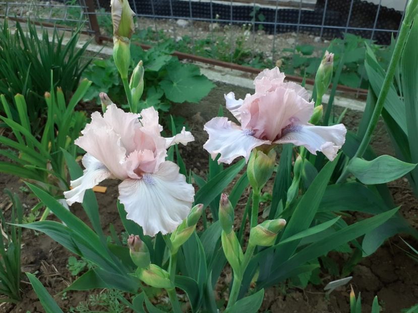 Ballycastle - Iris 2022