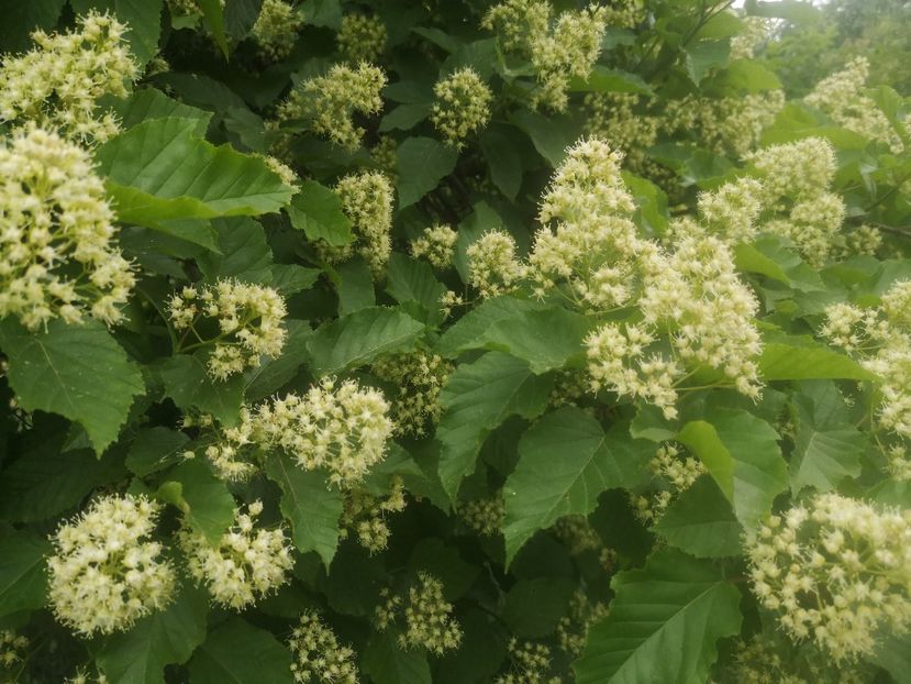 artar tataresc-15.05 - arbori ornamentali 2022