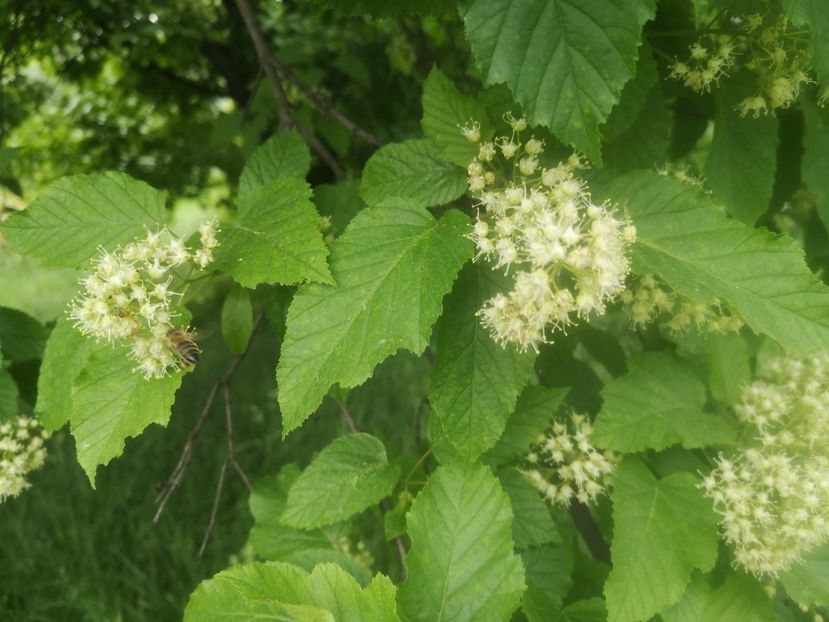  - arbori ornamentali 2022