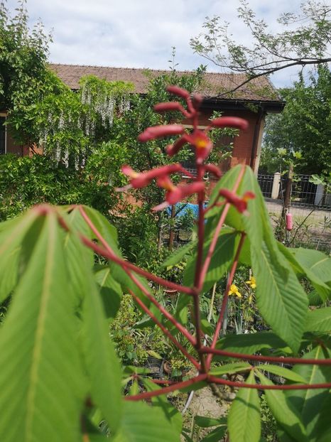  - arbori ornamentali 2022