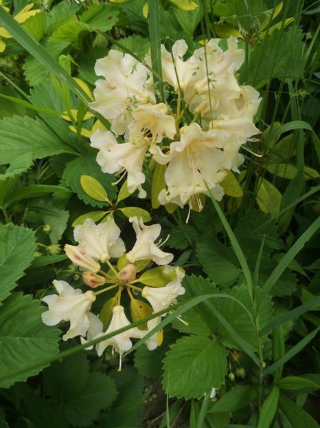 rododendron - arbori ornamentali 2022