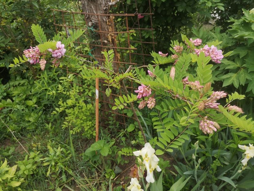  - arbori ornamentali 2022