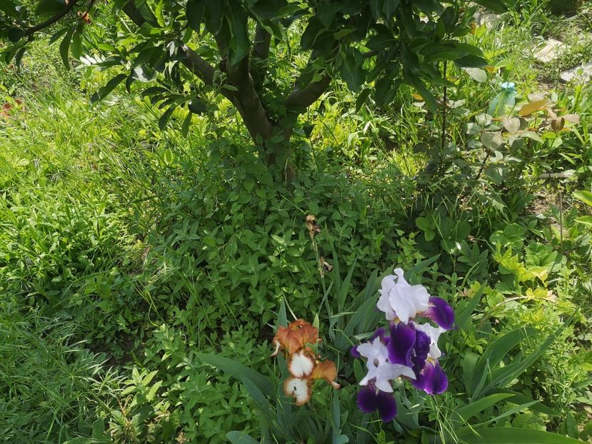 higland chief si Fragrant - irisi 2022