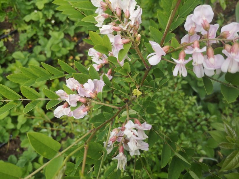  - arbori ornamentali 2022