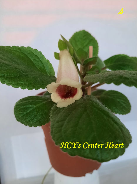 HCY s Center Heart(17-05-2022) - Sinningii 2022