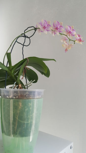 phala. taisuco jasper - Orhidee_3_monopodiale