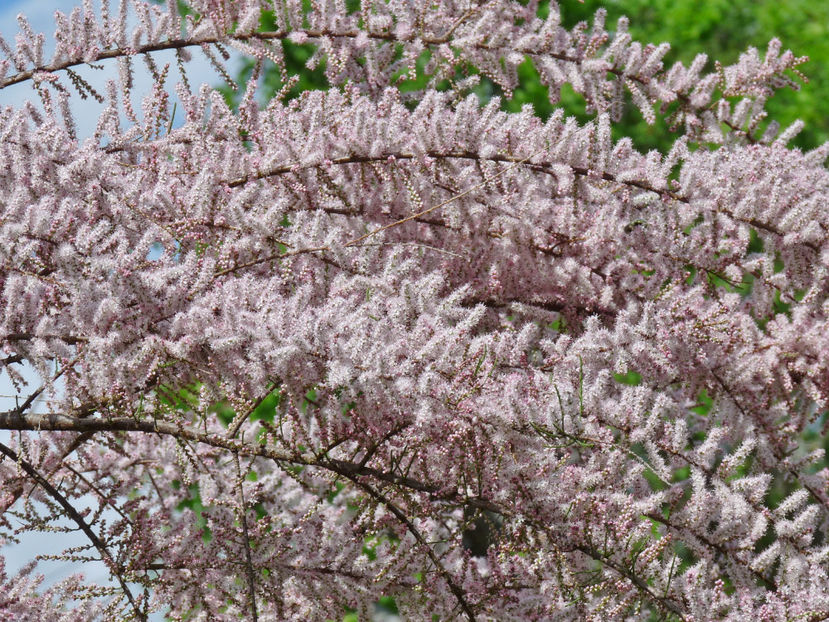  - 2022 - 01 - Primavara