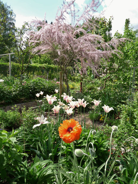  - 2022 - 01 - Primavara