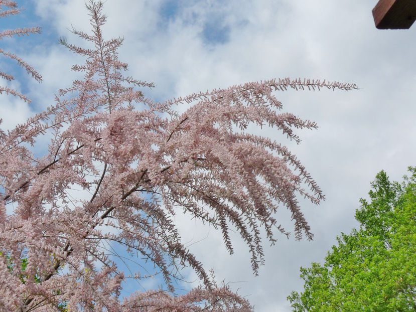  - 2022 - 01 - Primavara