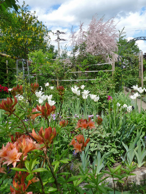  - 2022 - 01 - Primavara