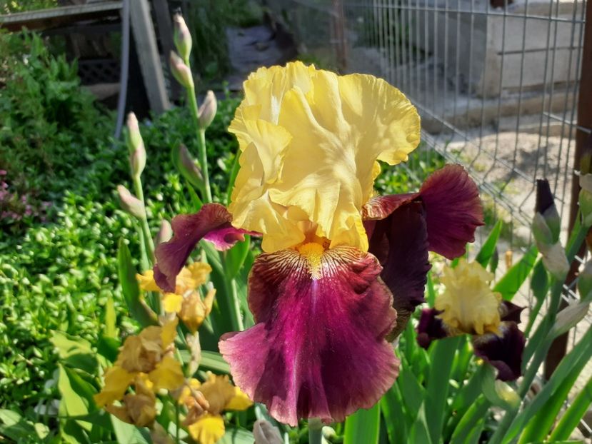 Blatant - Iris 2022