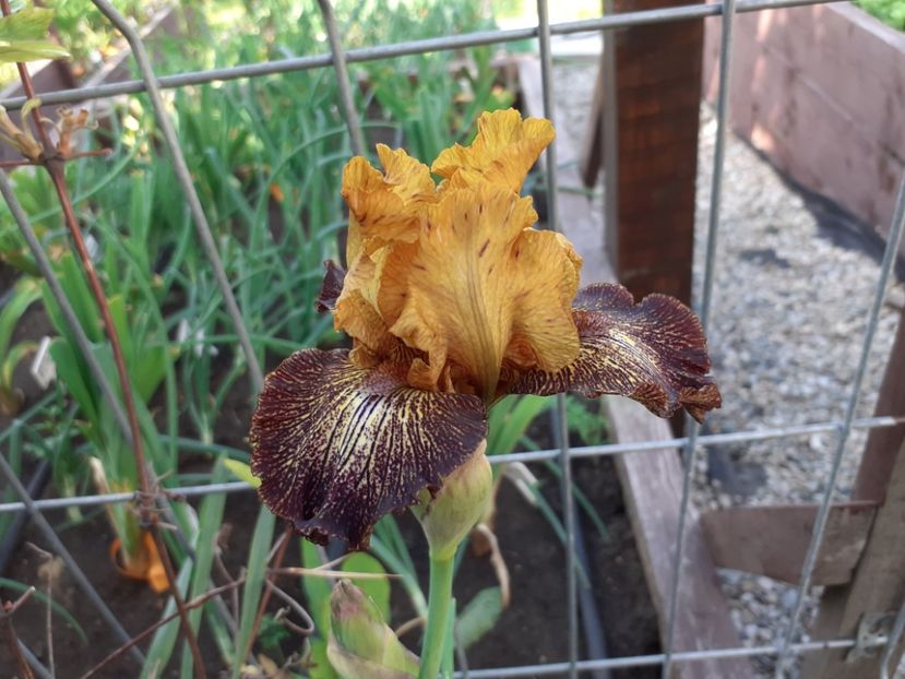 Petit tiger - Iris 2022