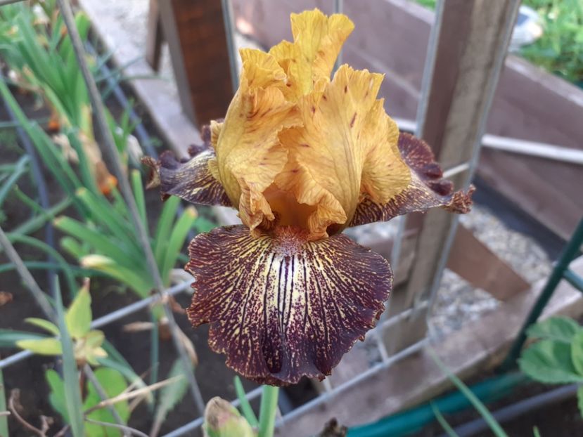Petit tiger - Iris 2022