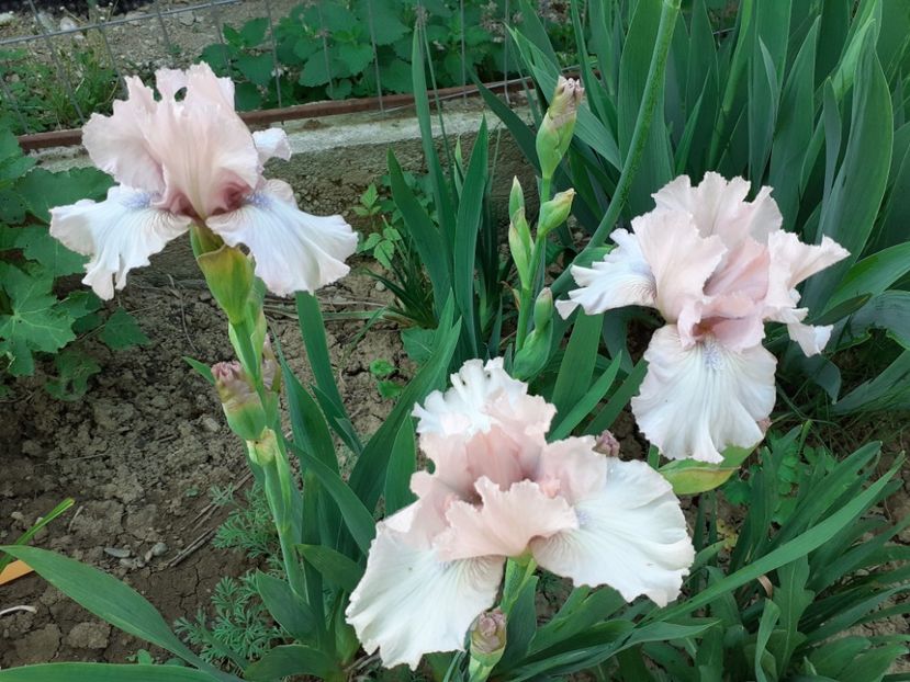 Ballycastle - Iris 2022