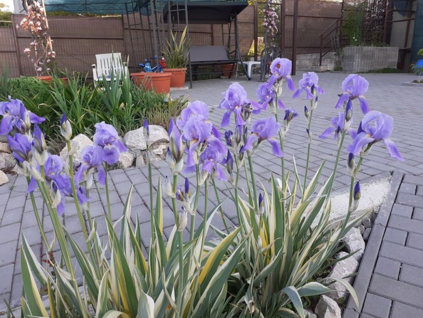 Variegata - Iris 2022