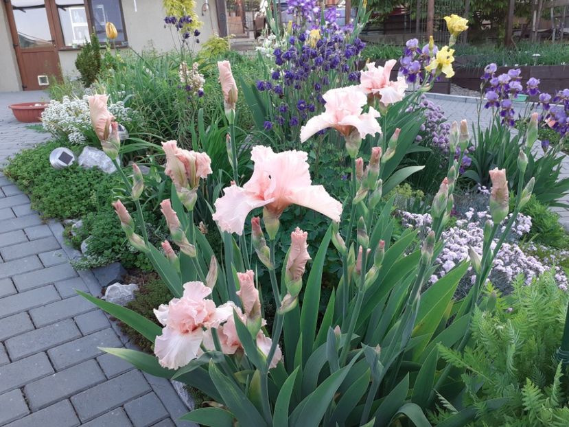 Fashionable pink - Iris 2022